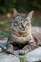 Lovely gray cat sitting at outdoor