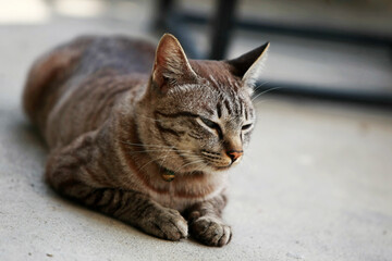 Lovely gray cat sitting at outdoor