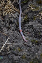 Earthworm in the Vineyard