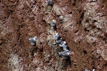 kittiwake