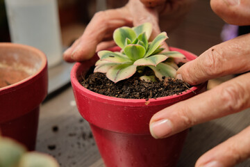 Close-up of woman hands transplanting, take care and watering cactus at home. Watering and caring...