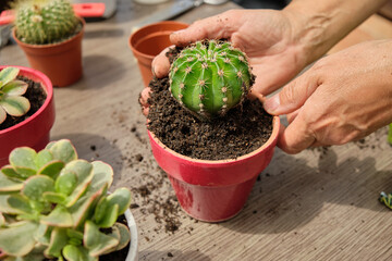 Close-up of woman hands transplanting, take care and watering cactus at home. Watering and caring for outdoor plants. Gardening. © Alejandro