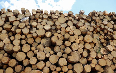 background of many cut logs ready to be taken to the sawmill and turned into furniture