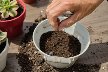 Close-up of woman's hands planting seeds in a tin pot. Watering and care of outdoor plants. Gardening at home.