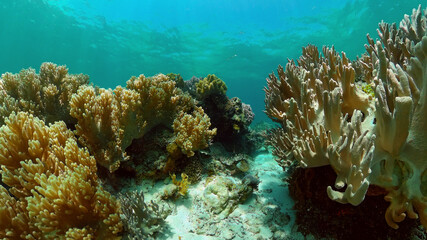 Underwater sea fish. Tropical fishes and coral reef underwater. Philippines.