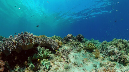 Naklejka na ściany i meble Colourful tropical coral reef. Tropical coral reef. Underwater fishes and corals. Philippines.