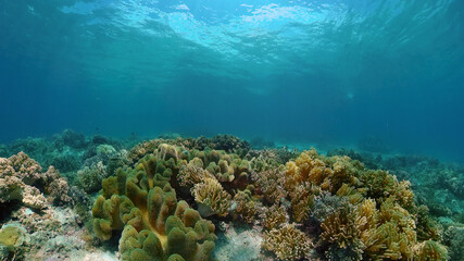 Tropical fishes and coral reef, underwater footage. Seascape under water. Philippines.