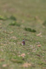 reed bunting