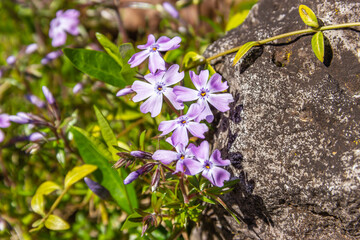 Phlox subulata (creeping phlox). Purple flowers groundcover ornamental plant in rocky garden.