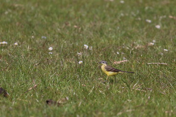 yellow wagtail
