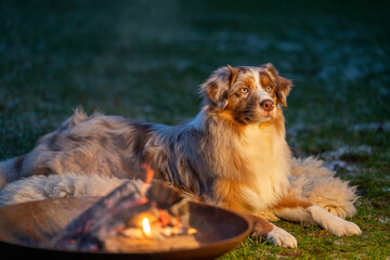 Portrait of an Australian Shepherd, by the campfire. Dog lies on fur coat at dusk