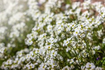 White flowers Arabis in the garden. Blooming perennial herbaceous ornamental plant  springtime..