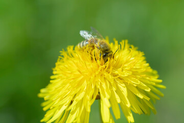 Honey bee (Apis mellifera) gathering nectar from a dandelion flower.