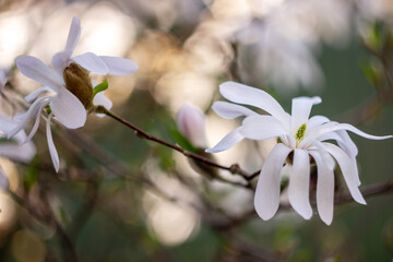 White flowers Magnolia stellata. Star magnolia tree in bloom early spring. Selective focus. Close-up