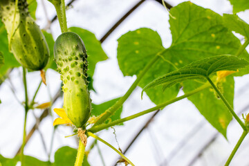 Young  juicy fresh cucumber growing in the vegetable garden. Healthy food concept. Fresh Organic vegetables for diet. Harvesting a new crop