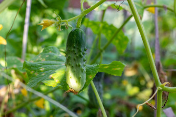 Young  juicy fresh cucumber growing in the vegetable garden. Healthy food concept. Fresh Organic vegetables for diet. Harvesting a new crop