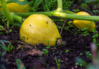 Young  yellow pumpkin growing in the vegetable garden. Organic gardening. Harvesting a new crop. Concept diet food and healthy eating