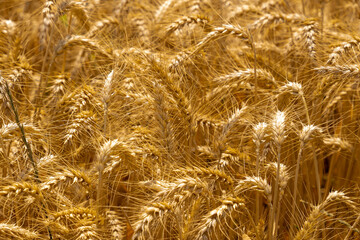 Golden Wheat