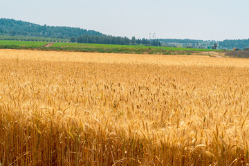 golden wheat field