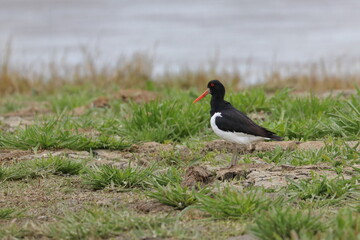 oystercatcher