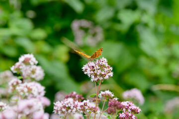A beautiful butterfly sits on oregano flowers in a green meadow
