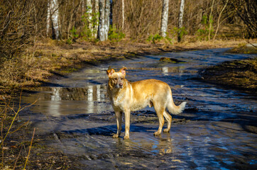 Obraz na płótnie Canvas A yard dog stands on the road in the forest in the spring.