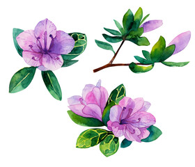  Pink azalea. Illustration on white background