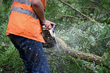 Naklejka premium A worker saws a tree branch with a chainsaw, a lot of shavings.