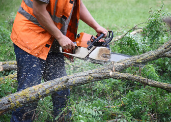 A man saws branches of a tree with a chainsaw.