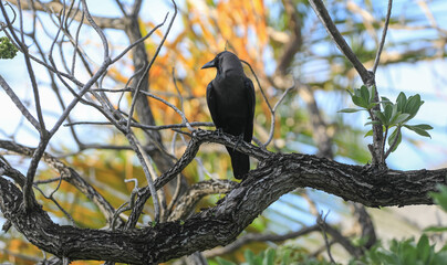 black crow on a branch in summer