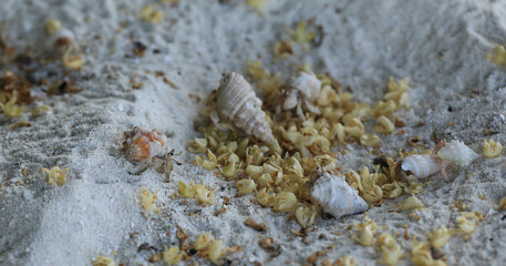 sea crab on white sand on a tropical island