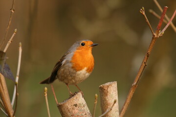 Rouge-gorge familier en hiver à Toucy (2007 02 19 Yonne - 124)