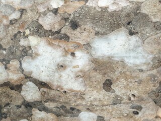 The surface of the tree trunk, nature wood background.The texture of the bark