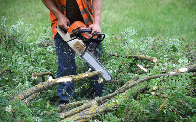 A worker saws a tree branch with a chainsaw.