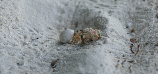 sea crab on white sand on a tropical island