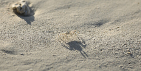 sea crab on white sand on a tropical island