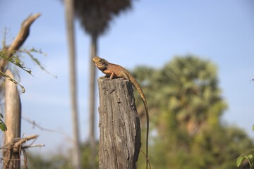 Cambodia. Changeable lizard. Calotes is a genus of lizards in the draconine clade of the family Agamidae. The genus contains 25 species. Siem Reap province.