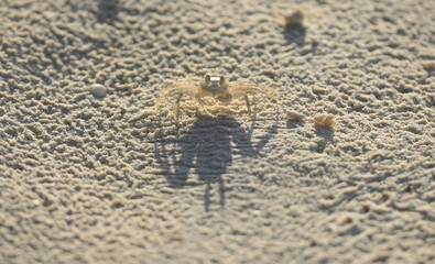 sea crab on white sand on a tropical island