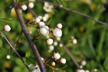 Branch of wild cherry with white buds on a spring greenery background. Flowering fruit tree in the garden
