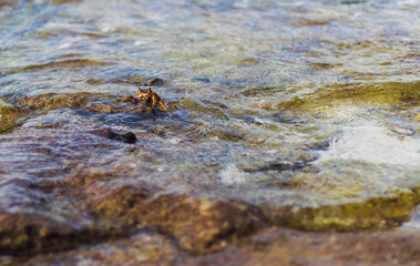Close up shot of a crabs in the water. Nature