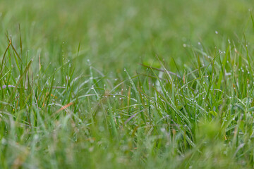 Grüne Wiese, Weide, Rasen, Liegewiese #3