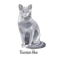 Russian blue cat, sketch, hand drawing, watercolor, line drawing.