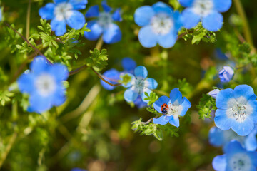 庭の花にてんとう虫