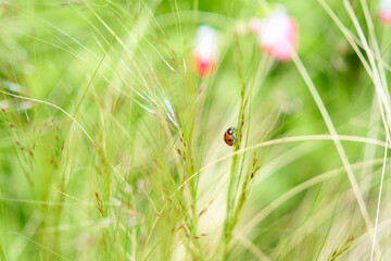 庭の花にてんとう虫