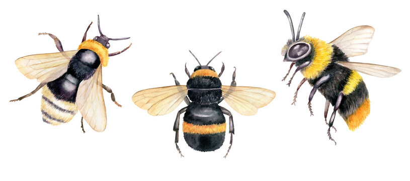 Watercolor illustration with bumblebees, set of hand drawn insects isolated on white background. Botanical illustration