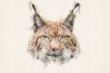 Lynx. Eurasian lynx (lynx lynx), wild cat or bobcat. Aquarelle, watercolor illustration. © K I Photography