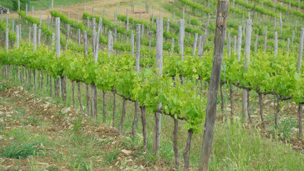 Fototapeta na wymiar Un vigneto nella regione vinicola del Chianti in Toscana.