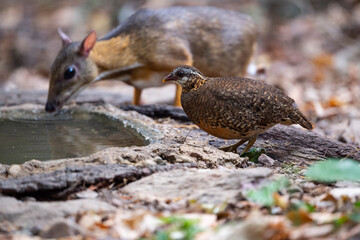 Green - legged Partridge