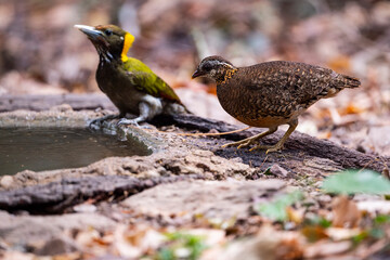 Green - legged Paartridge