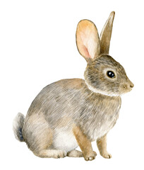 Watercolor sitting rabbit illustration isolated on white background. 
